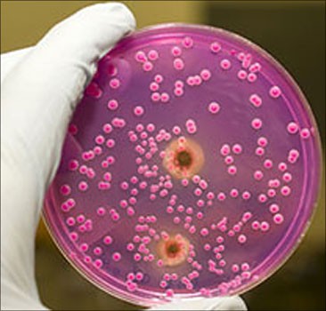 Грибки кандида