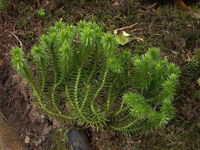 Баранец обыкновенный Баранец обыкновенный