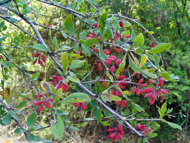 Барбарис обыкновенный