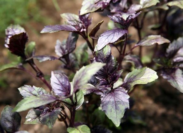 Базилик обыкновенный Базилик обыкновенный