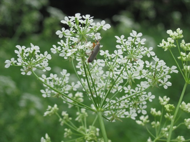 Бедренец камнеломковый Бедренец камнеломковый