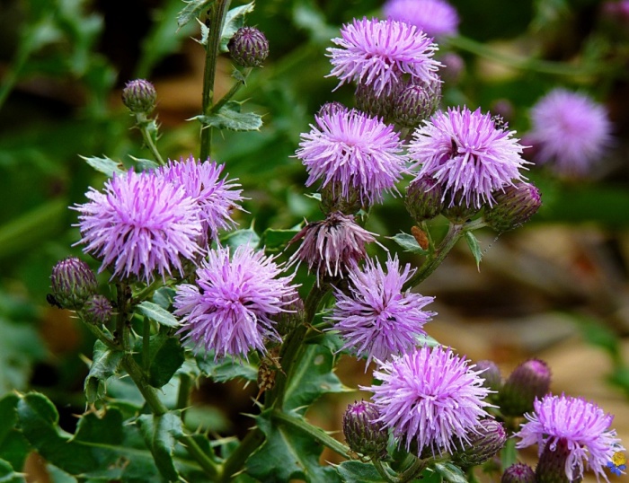 Бодяк полевой (чертополох) Бодяк полевой (чертополох)