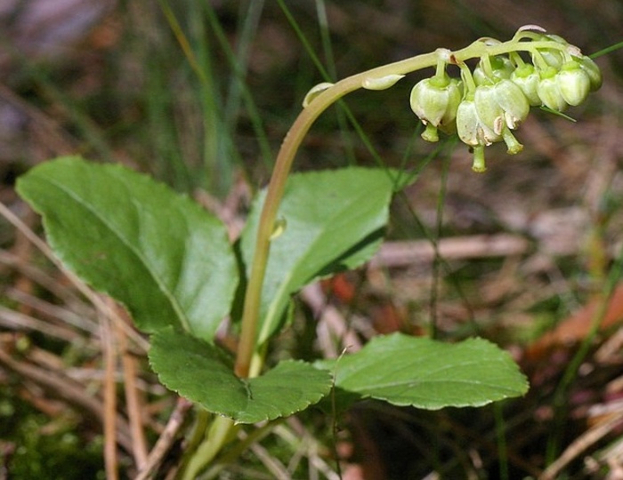 Боровая матка, Ортилия однобокая, Рамишия однобокая Боровая матка, Ортилия однобокая, Рамишия однобокая