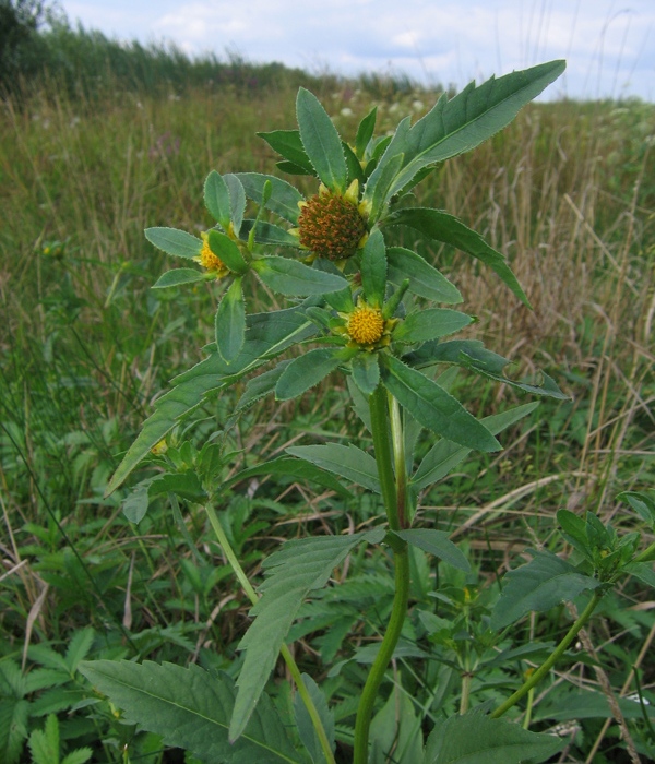 Череда трехраздельная лекарственное растение