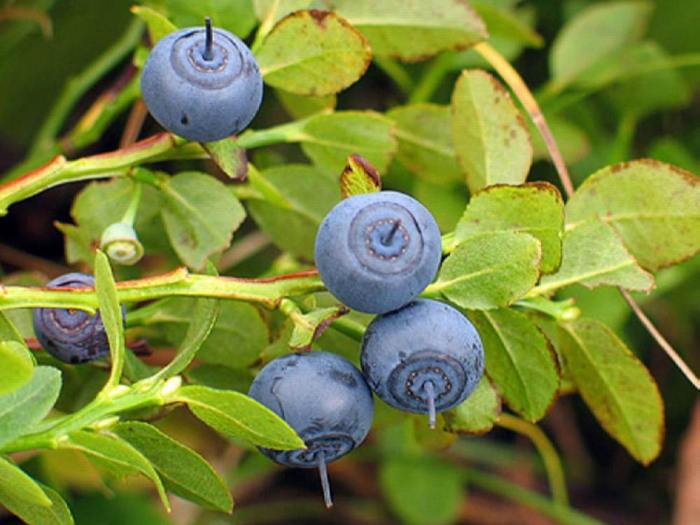 Черника обыкновенная Черника обыкновенная