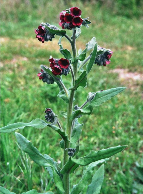 Чернокорень лекарственный