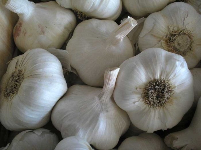 Чеснок посевной лекарственное растение Чеснок посевной лекарственное растение
