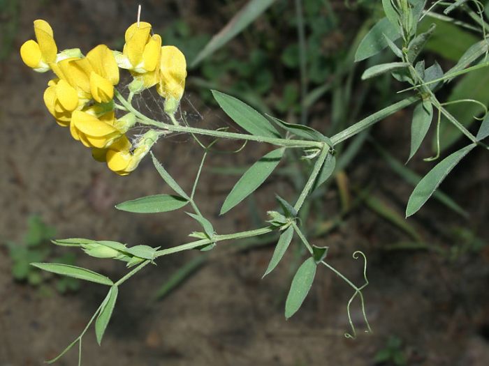 Чина луговая лекарственное растение Чина луговая лекарственное растение