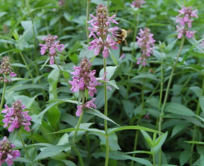 Чистец  болотный лекарственное растение