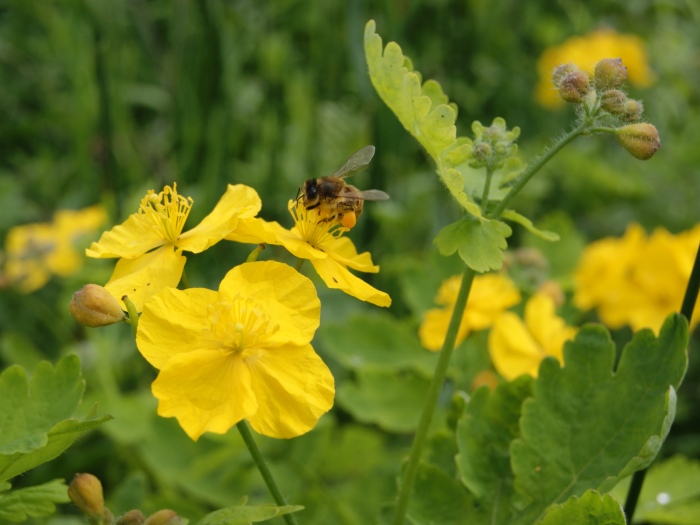 Чистотел большой лекарственное растение