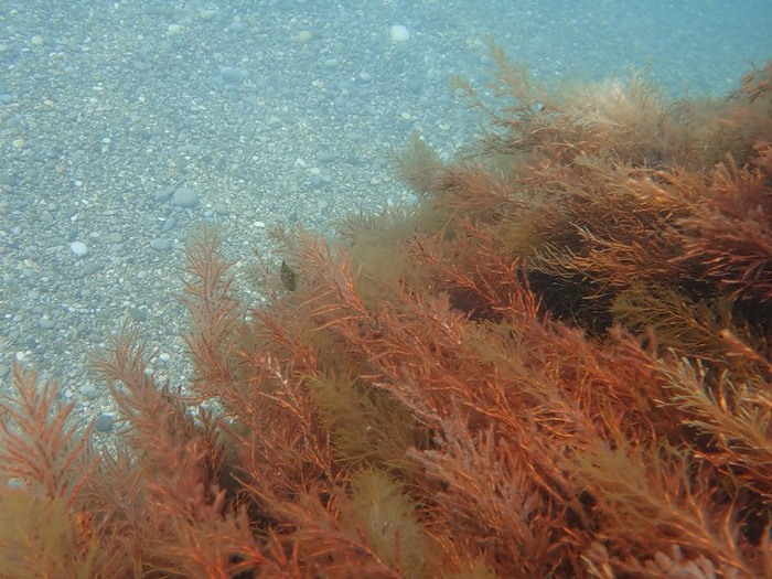 Водоросль Цистозира бородатая Водоросль Цистозира бородатая