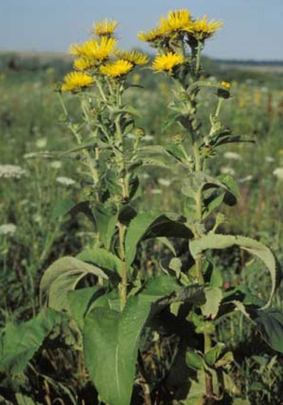 Девясил высокий