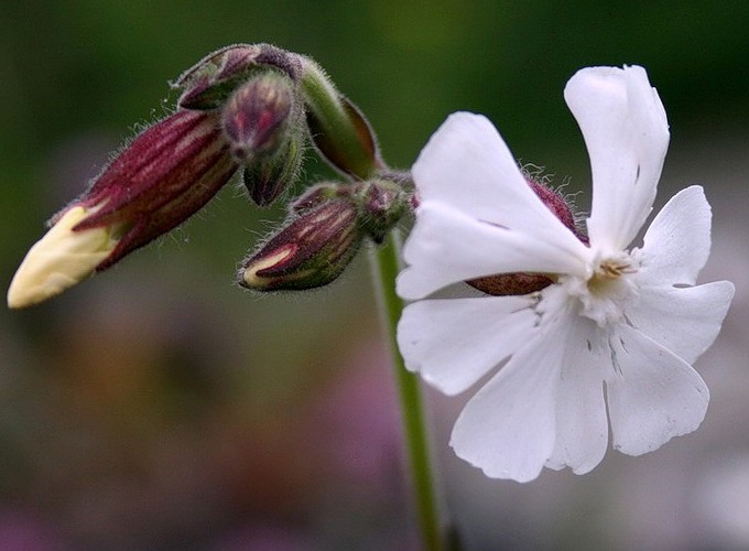 Белая дрема Белая дрема