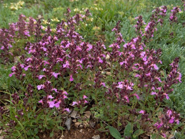 Дубровник обыкновенный лекарственное растение Дубровник обыкновенный лекарственное растение