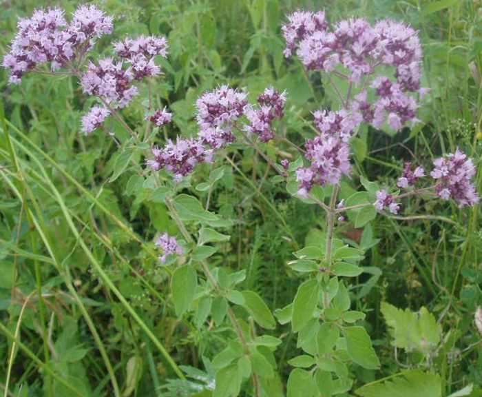 Душица обыкновенная (орегано)