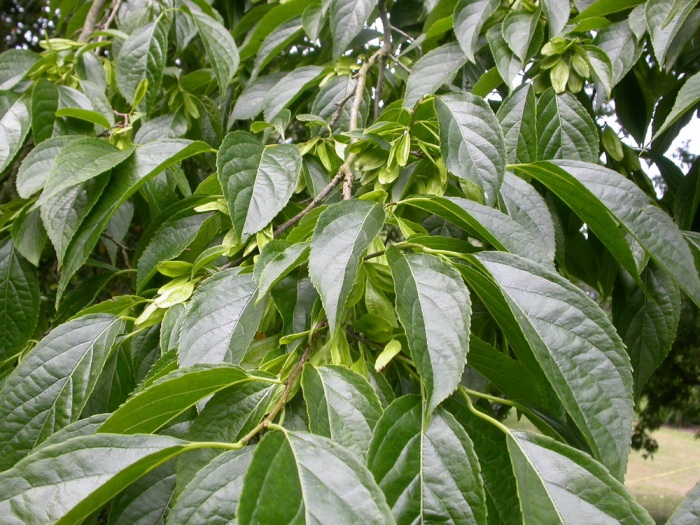 Эвкоммия вязолистная Эвкоммия вязолистная