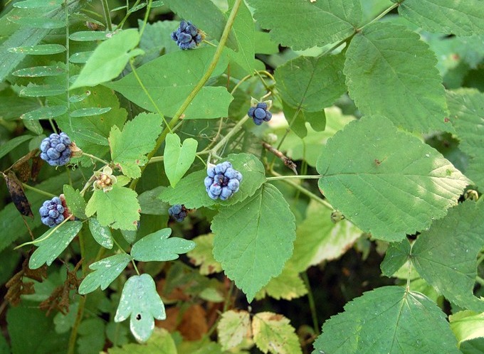 Ежевика (ожина, дереза, малина глухая)