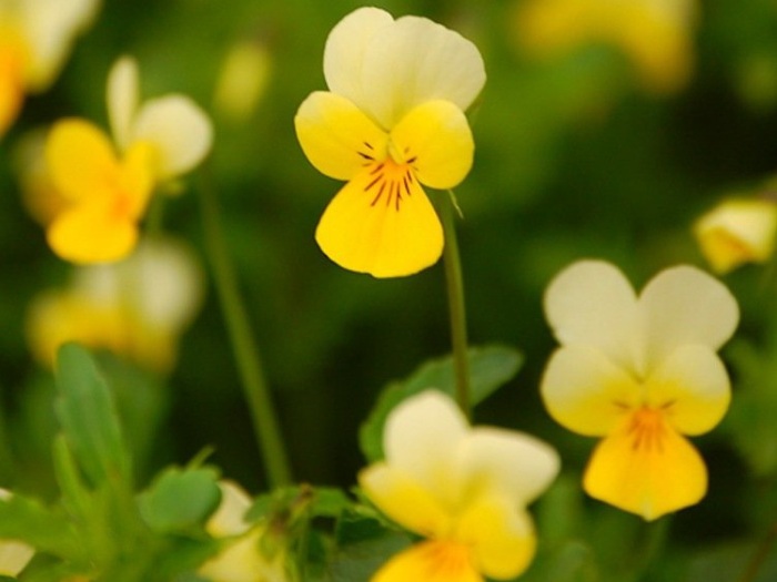 Фиалка полевая Фиалка полевая