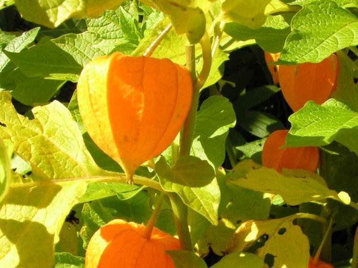 Физалис обыкновенный