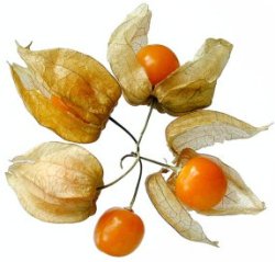 Плоды физалиса