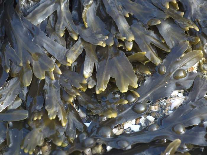 Фукус пузырчатый