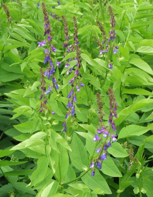 Галега лекарственная Галега лекарственная