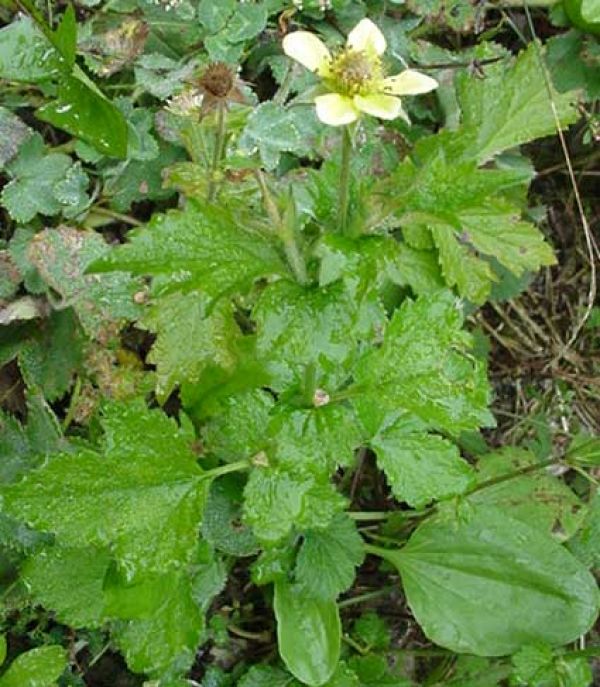 Гравилат городской Гравилат городской