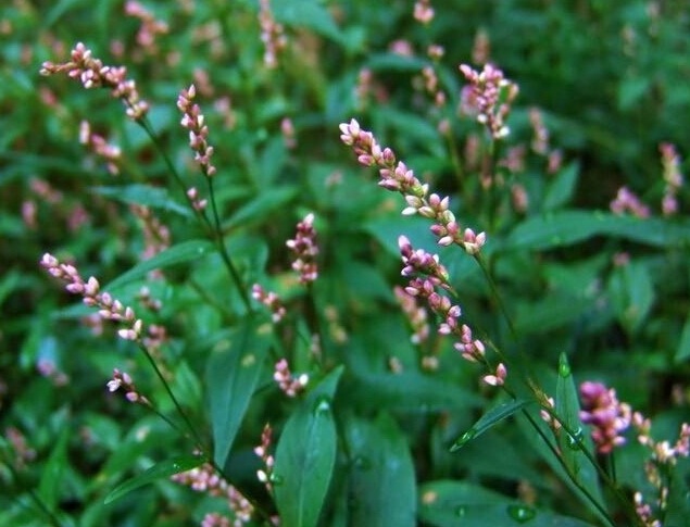 Водяной перец (горец перечный)