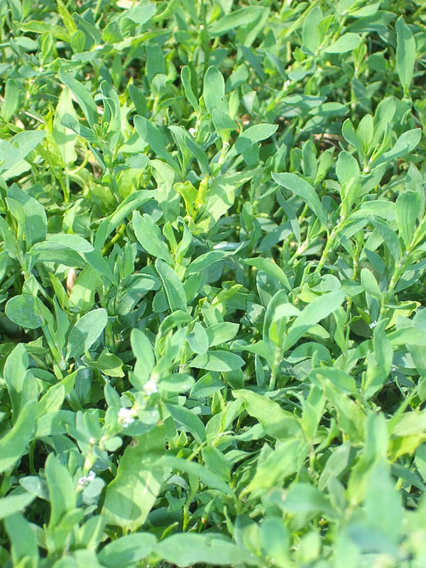 Горец птичий (спорыш, конотоп) Горец птичий (спорыш, конотоп)