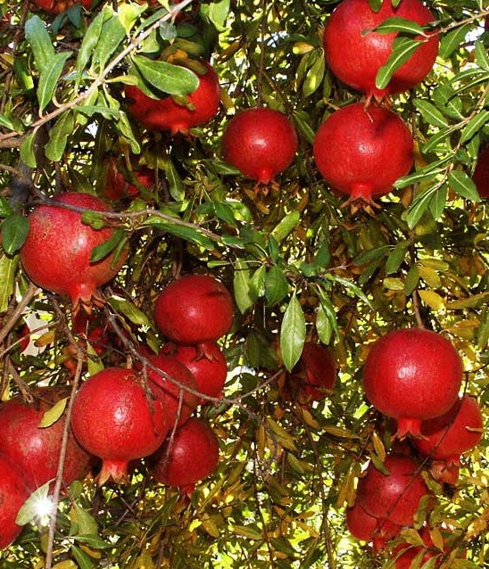 Гранат Гранат