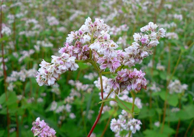 Гречиха посевная Гречиха посевная