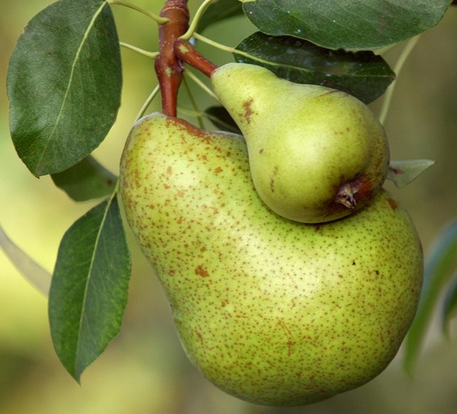 Груша обыкновенная Груша обыкновенная