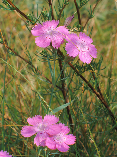 Гвоздика дельтовидная
