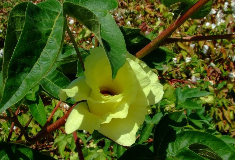 Хлопчатник обыкновенный