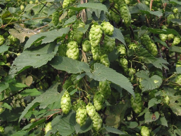 Хмель обыкновенный