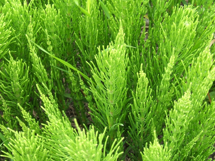 Хвощ полевой