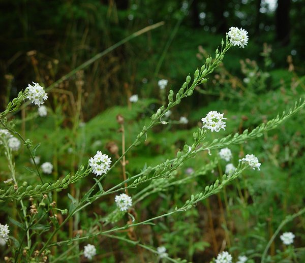 Икотник серо-зеленый (кашник)