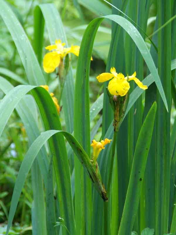 Ирис (или касатник) лекарственное растение