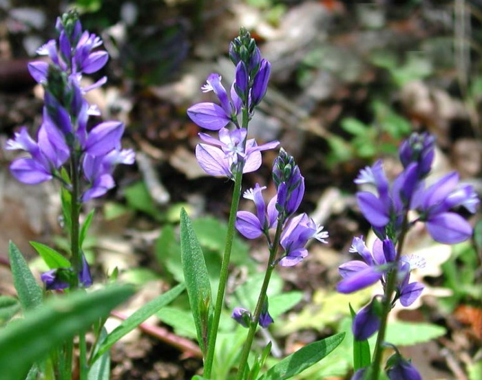 Истод обыкновенный лекарственное растение