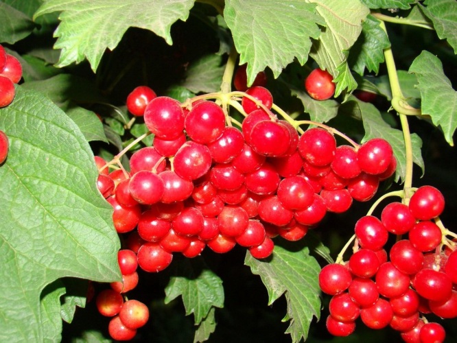 Калина обыкновенная лекарственное растение Калина обыкновенная лекарственное растение