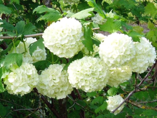 Калина цветет, цветки калины Калина цветет, цветки калины