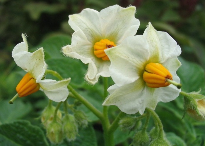 Картофель лекарственное растение