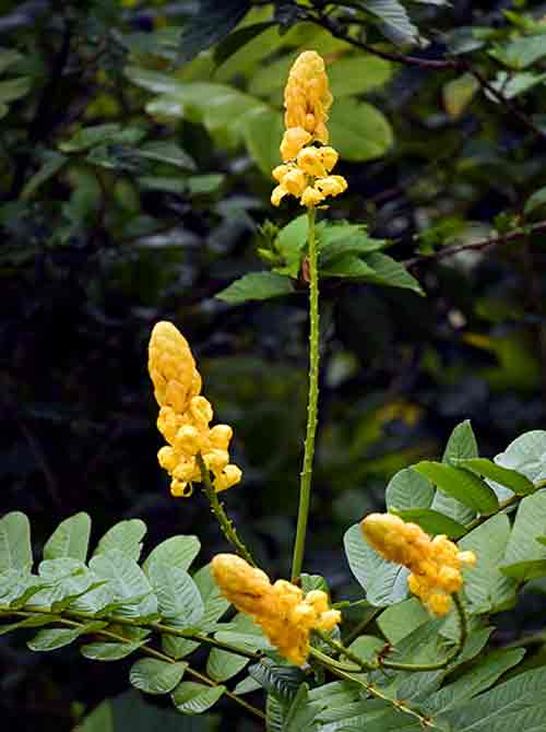 Кассия остролистная или сенна