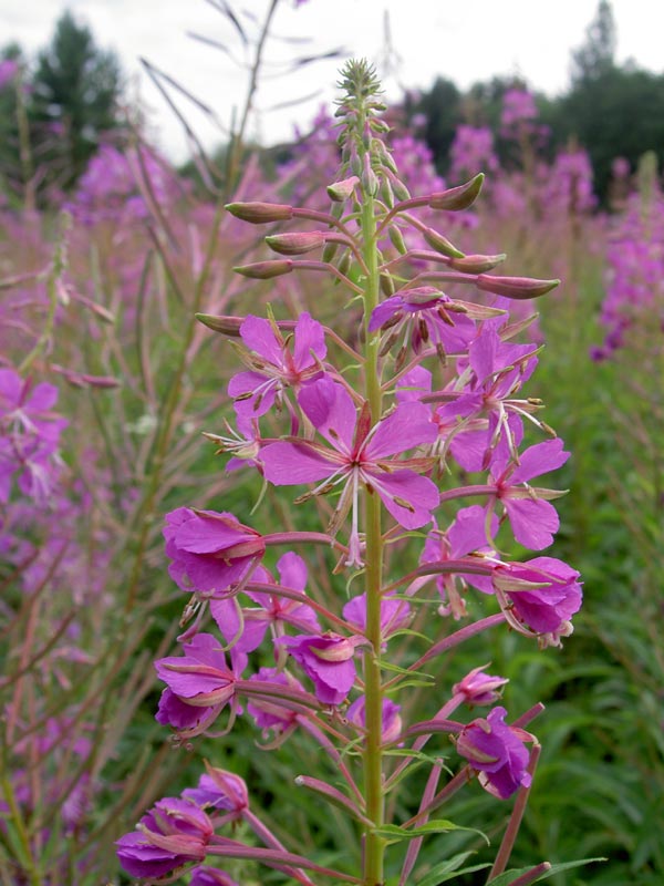 Кипрей узколистный, иван-чай, копорский чай лекарственное растение Кипрей узколистный, иван-чай, копорский чай лекарственное растение