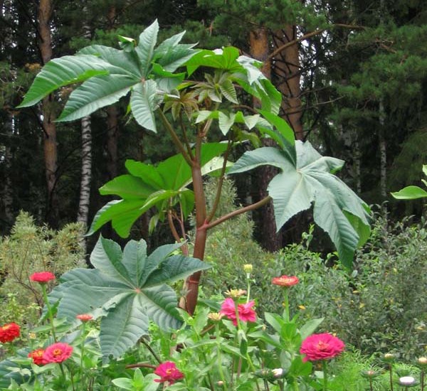 Клещевина обыкновенная