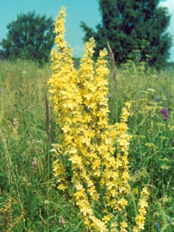 Коровяк скипетровидный, или высокий, лекарственное растение