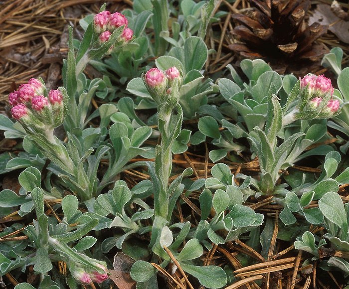 Кошачья лапка двудомная лекарственное растение Кошачья лапка двудомная лекарственное растение