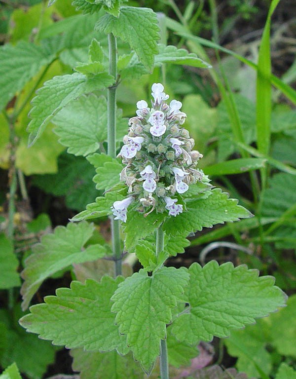 Котовник кошачий