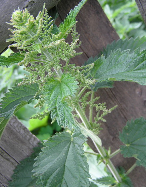 Крапива двудомная лекарственное растение Крапива двудомная лекарственное растение