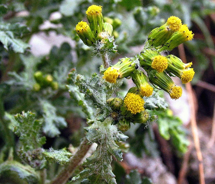 Крестовник широколистный лекарственное растение